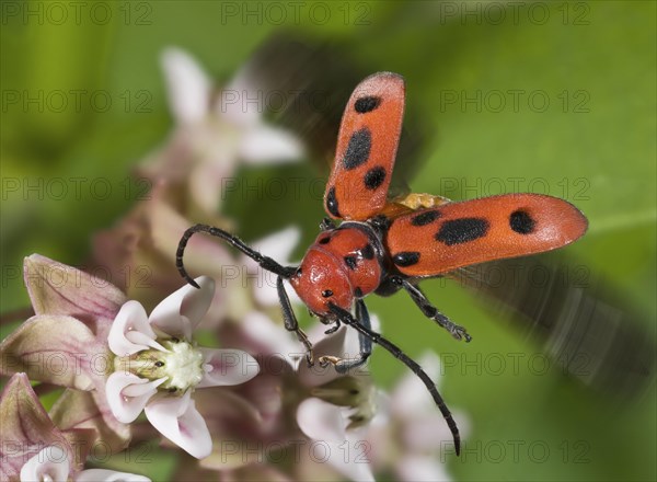 Red Milkweed Beetle on Blooming Milkweed