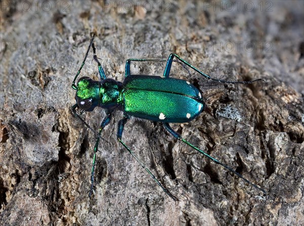 Six-spotted Green Tiger Beetle Cicindela sexguttata