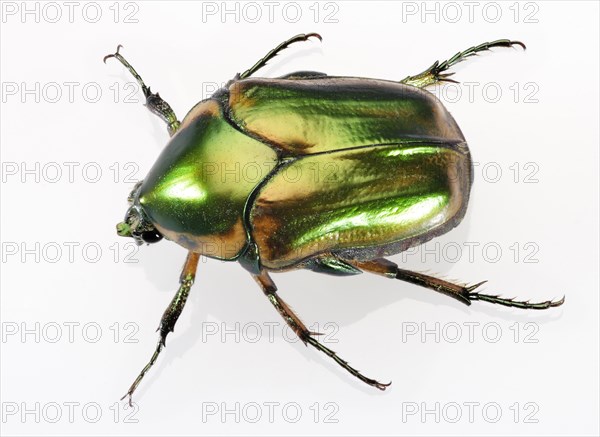 Green June Beetle