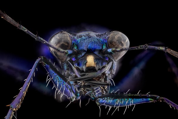 Blue Peacock Tiger Beetle