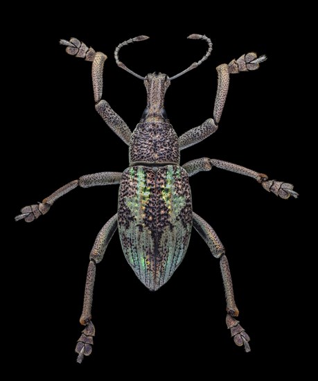 Weevil