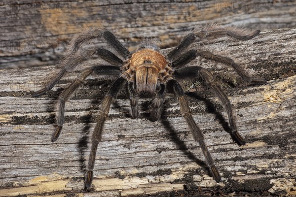 or the Western Desert Tarantula