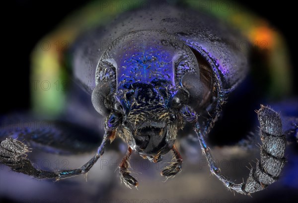 Dogbane Beetle CU