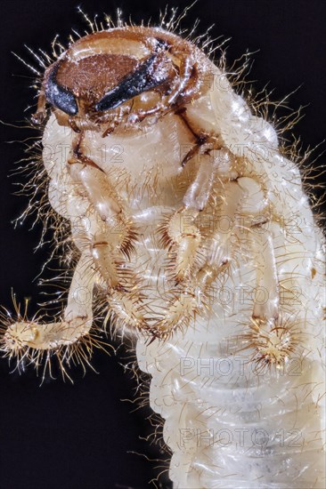 Green June Beetle in Larval stage