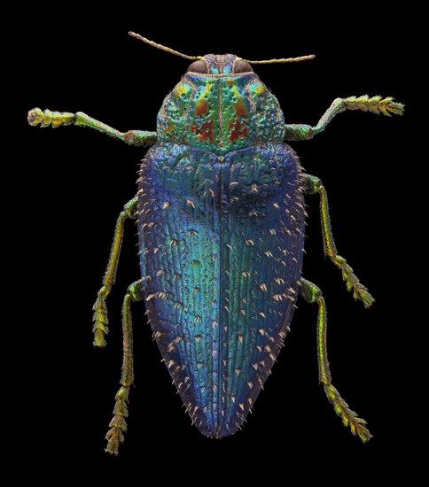 Wood Boring Beetle