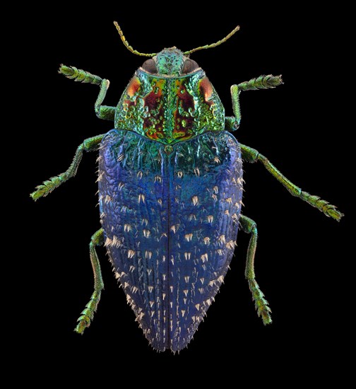 Wood Boring Beetle