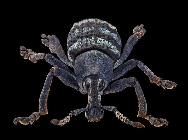 Weevil