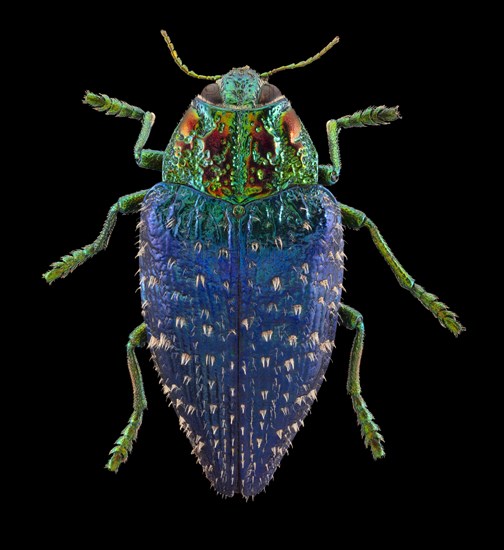 Wood Boring Beetle