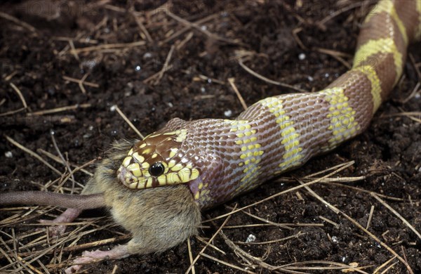 California Kingsnake with mouse