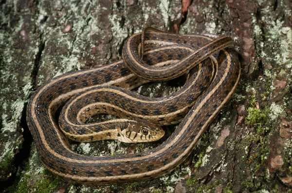 CHICAGO GARTERSNAKE