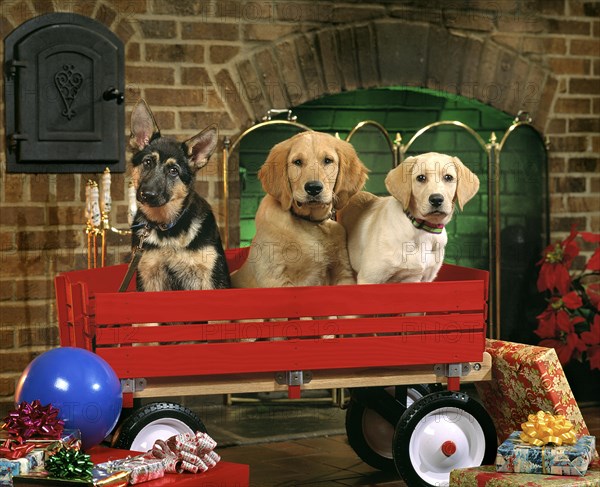 Christmas Puppies