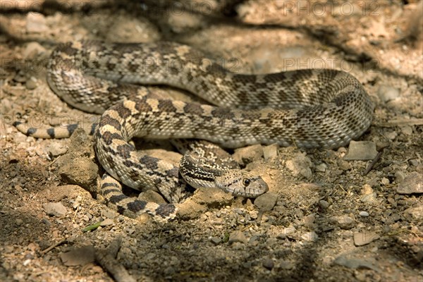 Arizona Gopher Snake