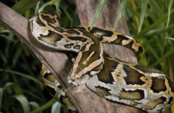 Burmese Rock Python