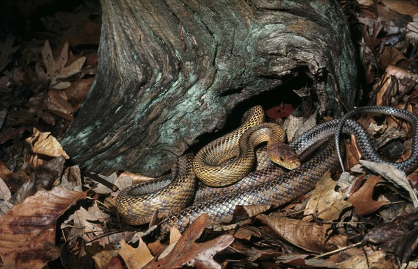 Baird's Ratsnake