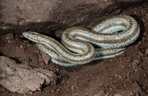 California Rosy Boa