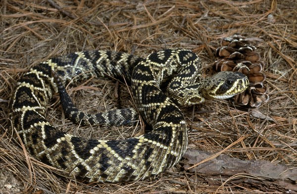 Eastern DIAMONDBACK RATTLESNAKE