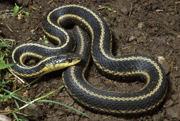 Eastern Garter Snake