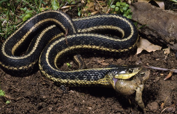 Eastern GARTERSNAKE DEVOURING TOAD