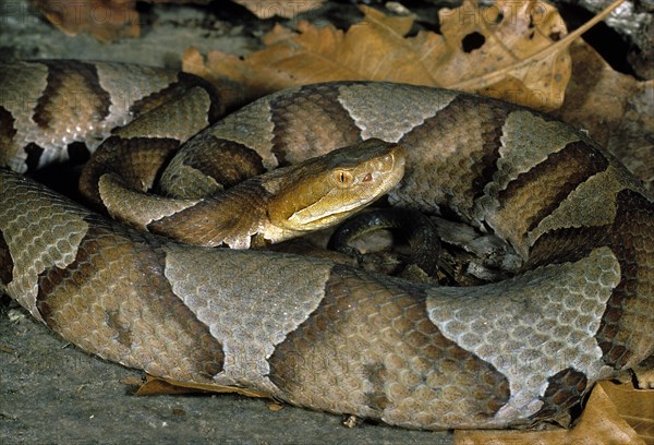 Northern Copperhead