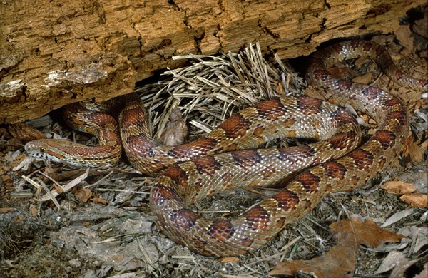 CORN SNAKE