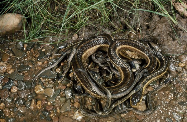 E. GARTERSNAKE WITH NEWBORN Thamnophis sirtallis sirtallis