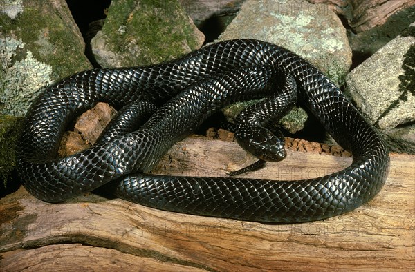 Eastern Indigo Snake