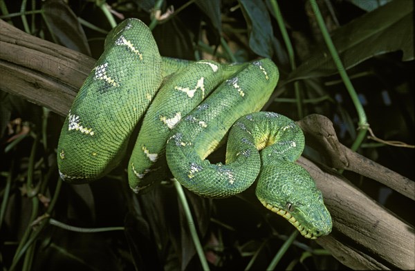 Emerald Tree Boa