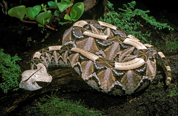 Gaboon Viper