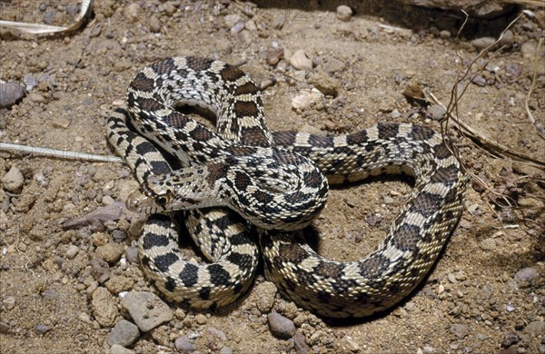 GREAT BASIN GOPHER SNAKE