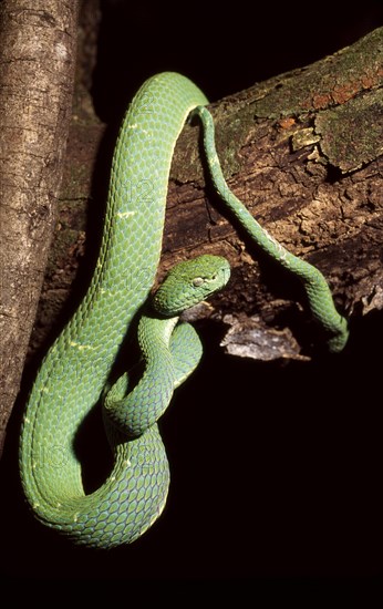 GREEN PALM VIPER Bothriechis lateralis