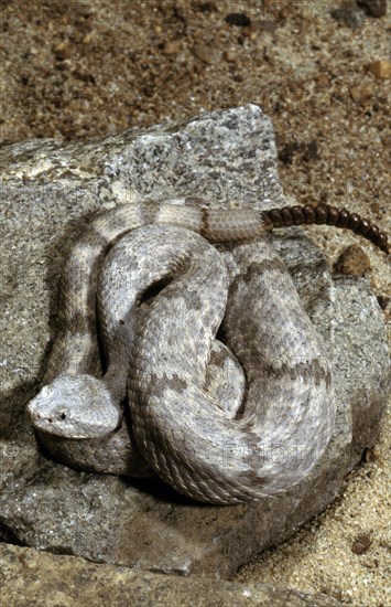 MOTTLED RATTLESNAKE