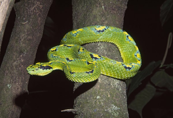 PALM VIPER