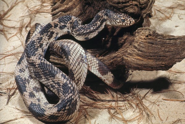 PINE SNAKE