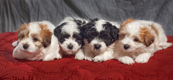 The Coton de Tular is a small breed of dog. It is named after the city of Tulear in Madagascar