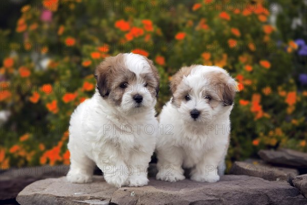 The Coton de Tular is a small breed of dog. It is named after the city of Tulear in Madagascar