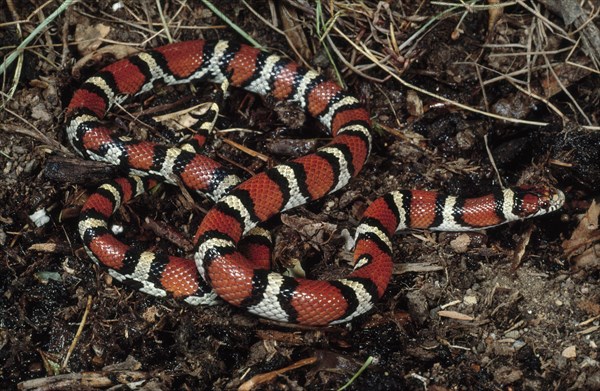 RED MILKSNAKE