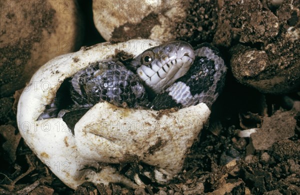 HATCHING BLACK RAT SNAKE