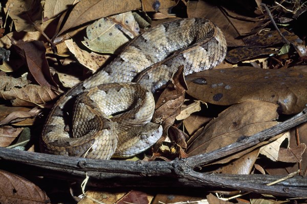 LANSBERG'S HOGNOSED PITVIPER