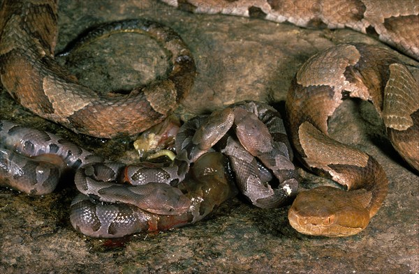 Mother Copperhead Snake & Newborn Brood