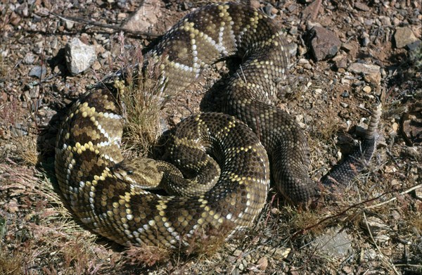 MEXICAN WEST COAST RATTLESNAKE