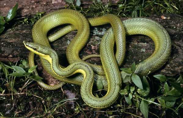 GREEN VINE SNAKE