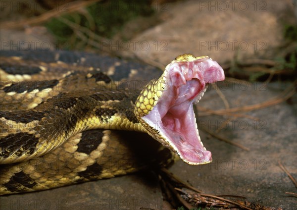 Timber Rattlesnake Bearing Fangs & Striking