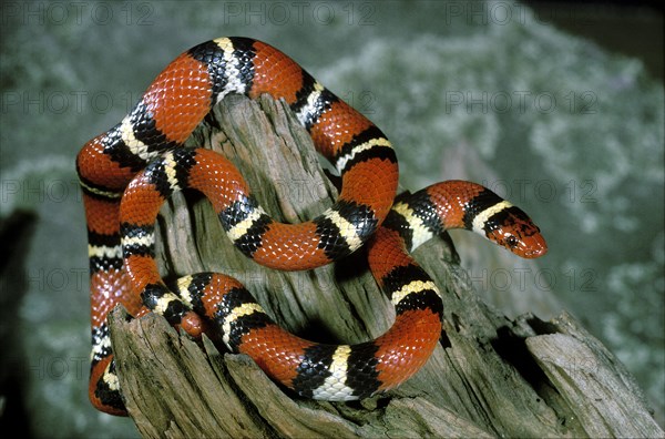 Scarlet Kingsnake