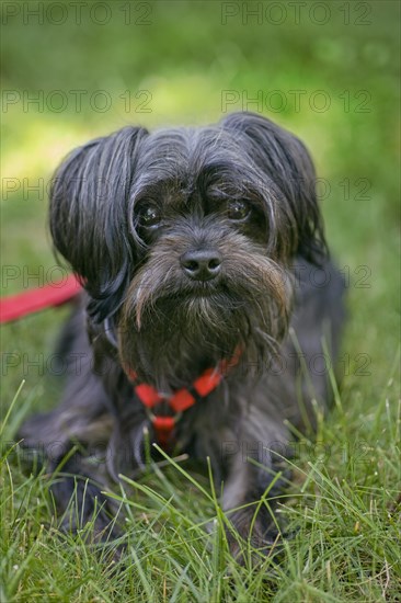 Shih Tzu Yorkie