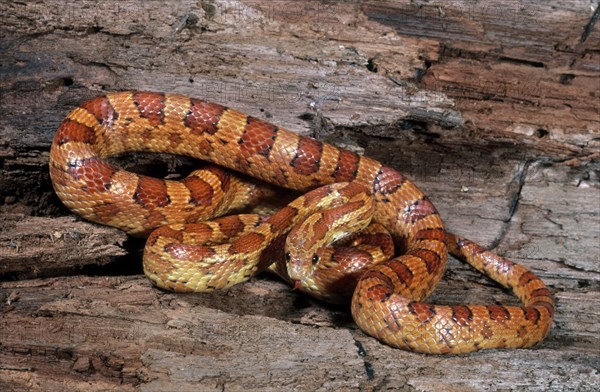 RED CORN SNAKE