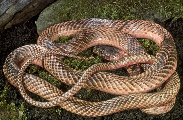 WESTERN COACHWHIP Snake