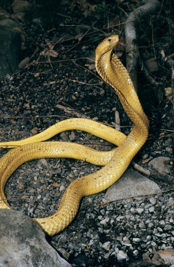 YELLOW CAPE COBRA