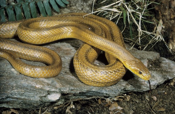 YELLOW RATSNAKE- Elaphe obsoleta quadrivittata Florida