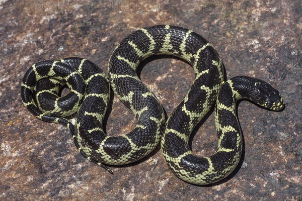 Desert King Snake