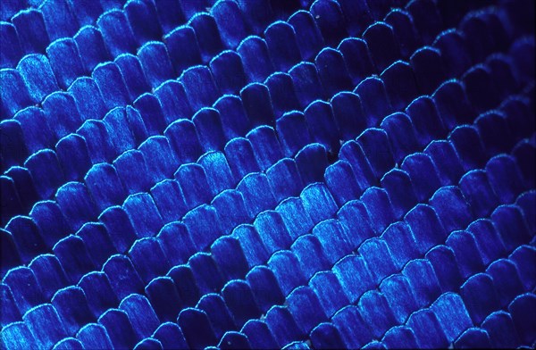 Morpho Butterfly Wing Scales at 40x